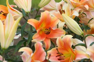 Zelmira' — The Lily Garden